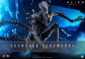 Alien: Romulus figurine Movie Masterpiece 1/6 Scorched Xenomorph 44 cm | HOT TOYS