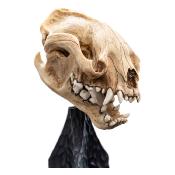 Le Seigneur des Anneaux statuette Skull of a Warg 20 cm | WETA