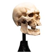 Le Seigneur des Anneaux statuette Skull of a Mordor Orc 14 cm | WETA