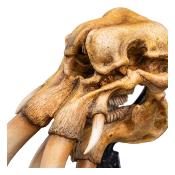 Le Seigneur des Anneaux statuette Skull of a Mumak 15 cm | WETA