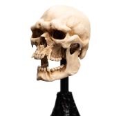 Le Seigneur des Anneaux statuette Skull of a Mordor Orc 14 cm | WETA