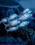 Tomb Raider statuette 1/4 Lara Croft-Quest for Avalon 74 cm | WETA