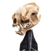 Le Seigneur des Anneaux statuette Skull of a Warg 20 cm | WETA