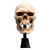 Le Seigneur des Anneaux statuette Skull of a Mordor Orc 14 cm | WETA